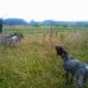 <h1 style="font-size: 12px">Cani da Caccia: Dei magnifici Bracchi Tedeschi a lavoro e in ferma durante una battuta di caccia..</h1>